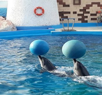 Agadir Dolphin World Tour