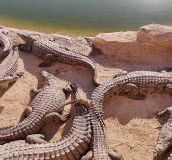 Crocoparc Agadir tour - Crocodile